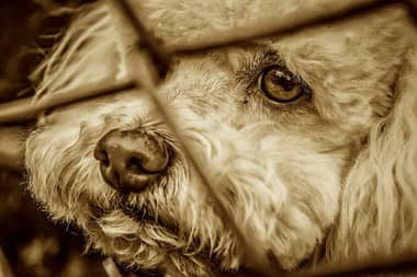 Denuncian nuevo caso de maltrato animal en Curicó