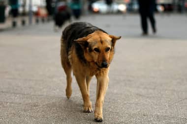 Incentivan Ley de Tenencia Responsable de Mascotas tras muerte de persona