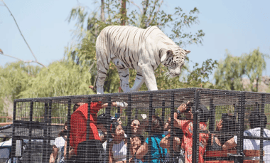 Cuidadora del Parque Safari de Rancagua falleció tras ser atacada por un tigre