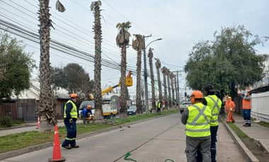 Municipio de Curicó continúa intervención en bandejón central de la Villa Galilea