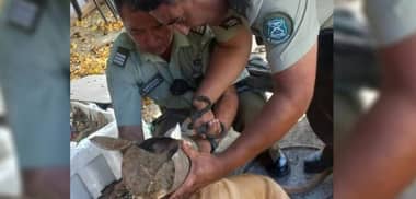 Carabineros de Cauquenes rescató a perrito que atascó su cabeza en un tarro
