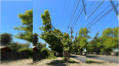 Acusan mutilación de árboles por parte de la CGE en Molina