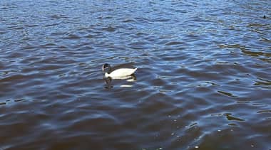 Denuncian excesivo ingreso de agua salada en Lago Vichuquén