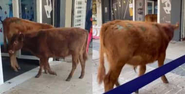 Viralizan videos de vacas paseando en pleno centro de Chillán