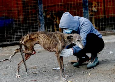 Municipio de Curicó anuncia acciones legales contra mujer que mantenía en mal estado a más de 150 perros y gatos en Vista Hermosa