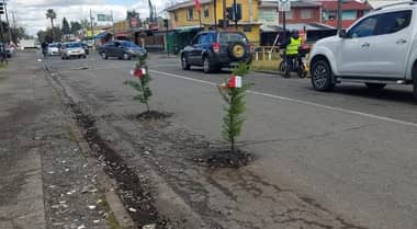Vecino plantó árboles en hoyos en avenida El Boldo de Curicó para protestar por mal estado de las calles