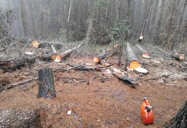 Denuncian robo de madera en predio en Licantén y acusan a forestal de Constitución