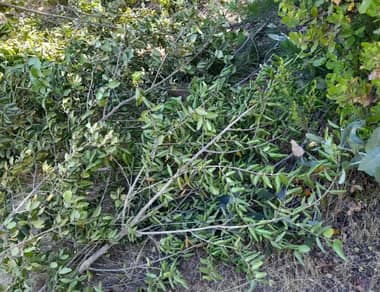 Denuncian a ladrones de Boldo y Quillay que operan en la costa de Curicó