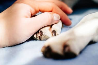 Duelo laboral por mascotas: Diputados aprueban día de permiso pagado por fallecimiento de animal de compañía