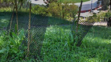Pulmón verde de Curicó: Avanza restauración del Parque Cerro Condell con más de 8 hectáreas de bosque nativo