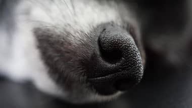 Horror en Valdivia: Hallan tres perros muertos y dos en grave desnutrición en un inmueble