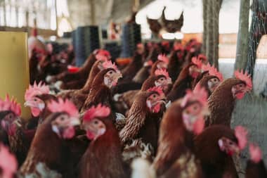 SAG confirma nuevos brotes de influenza aviar en Magallanes y Maule