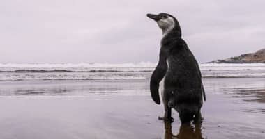Gobierno retira decreto de protección para pingüino de Humboldt y genera preocupación en científicos