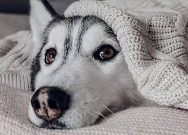 Expertos entregan claves para resguardar a perros y gatos del frío invernal
