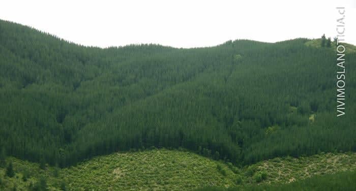 [OPINIÓN] ¿Por qué se necesitan plantaciones forestales?