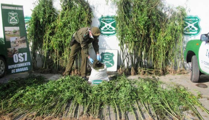 Carabineros incautó mil 500 plantas de cannabis sativa en operativo antidrogas