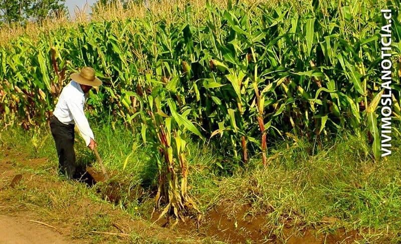 Regantes en alerta por déficit hídrico en la Región del Maule