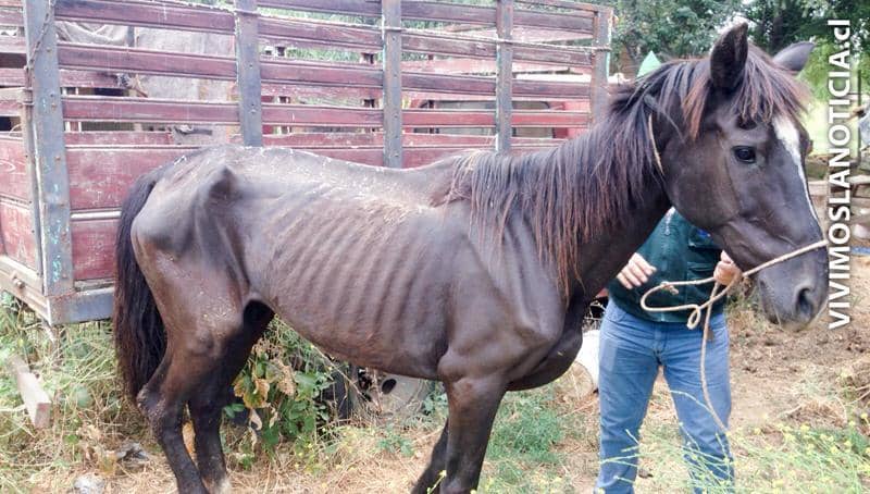Rescatan a dos caballares sometidos a maltrato animal