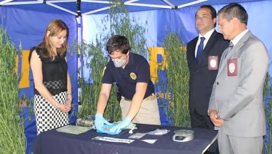 Información al fono Denuncia Seguro permitió importante decomiso de drogas en Linares