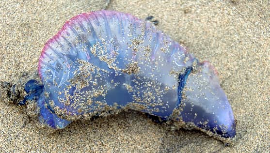 Sólo cinco playas siguen con prohibición de baño en el Maule