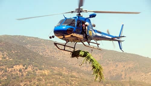 Incautan más de 600 plantas de marihuana en Pichilemu