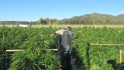 Lanzan proyecto de cannabis con fines medicinales con 6.438 plantas