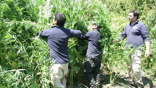PDI Linares erradica plantación de cannabis en sector Víctor Álamos