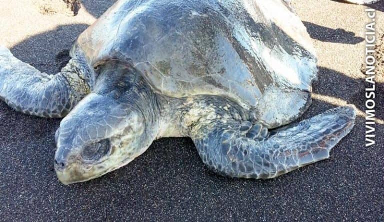 Sernapesca llama a respetar especies protegidas