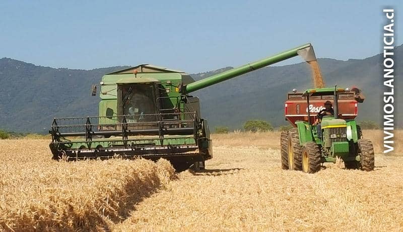 Bajo precio del quintal de trigo pone en riesgo de desaparecer a agricultores