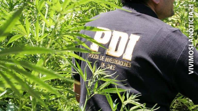 PDI incautó marihuana en domicilio de Bombero Garrido de Curicó