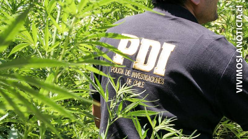 PDI incautó marihuana en domicilio de Bombero Garrido de Curicó