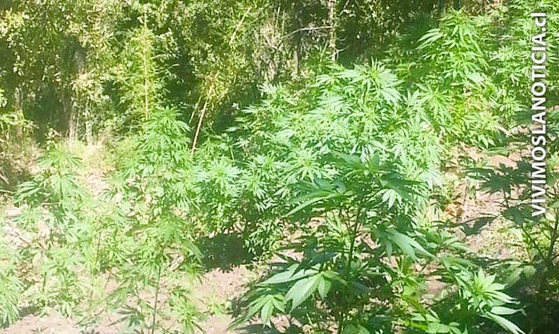 Carabineros realiza importante hallazgo de plantaciones de marihuana en Potrero Grande