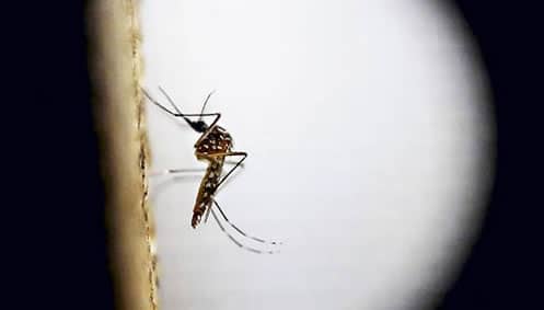 EE.UU. confirma primer caso de contagio de Zika por transmisión sexual