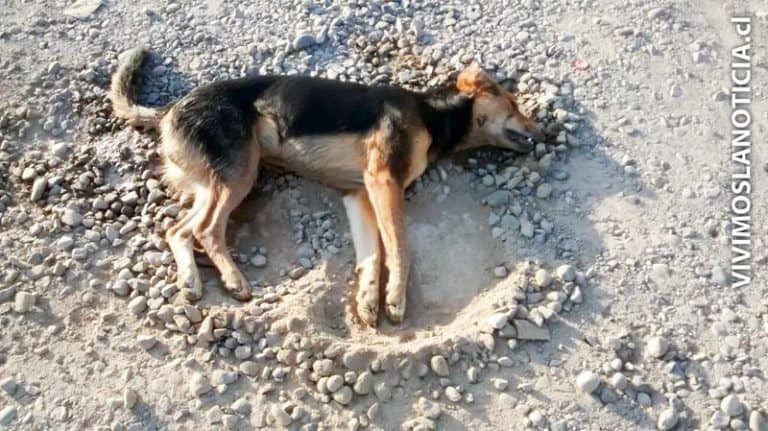 Comunidad de Lontué conmocionada por matanza masiva de perros