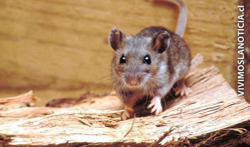 Confirman caso positivo de hantavirus en Hualañé