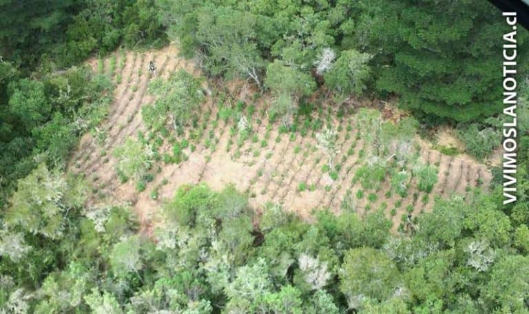 [FOTOS] Descubren plantación de marihuana en Vichuquén