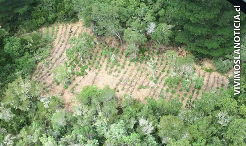 300 plantas de marihuana fueron descubiertas en quebradas del sector El Buche en Hualañé