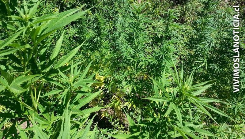 Carabineros decomisó más de seis mil plantas de marihuana en San Fernando