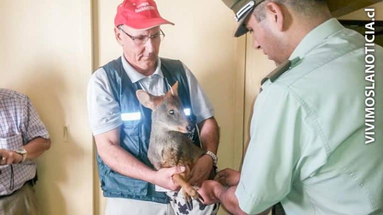 Carabineros rescata pudú herido en Upeo