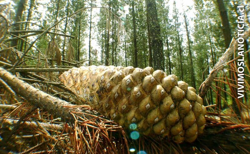 CONAF descarta existencia de árboles pirogénicos
