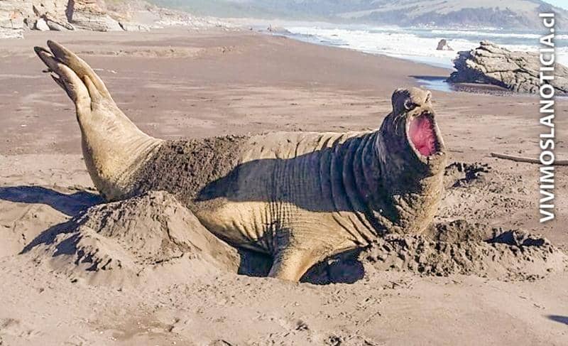 [FOTOS] Avistan elefante marino en playas de Llico