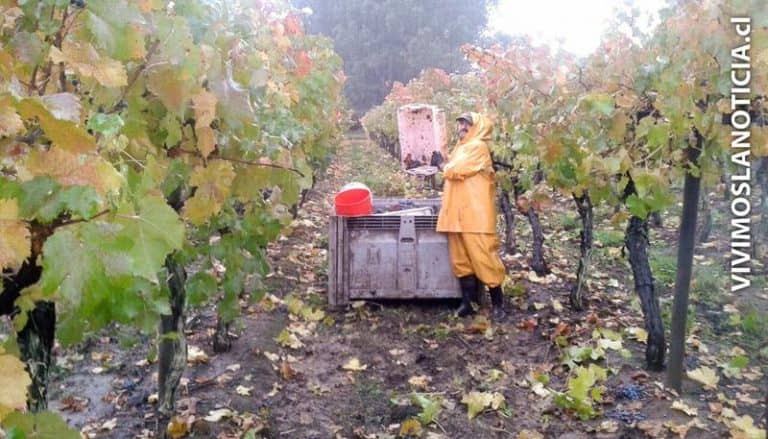 Sistema frontal genera pérdidas millonarias en la agricultura maulina