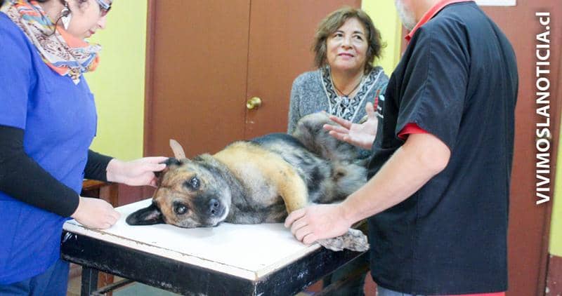 Esterilizarán 800 mascotas en Vichuquén