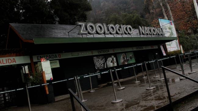 "Intento suicida" causó muerte de dos leones en Santiago