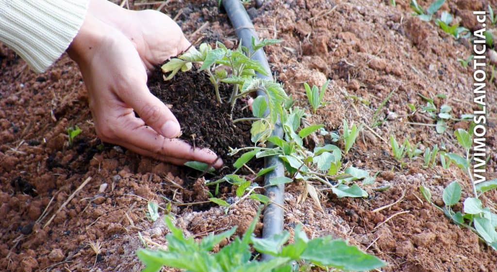 Promueven alimentación saludable desde el huerto