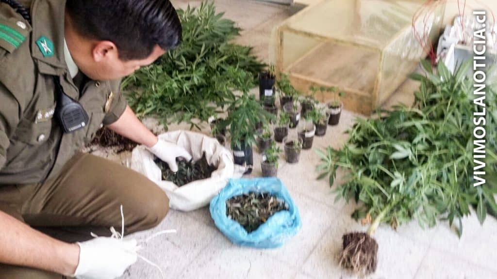 [FOTOS] Denuncia por robo derivó en ubicación de plantación de marihuana