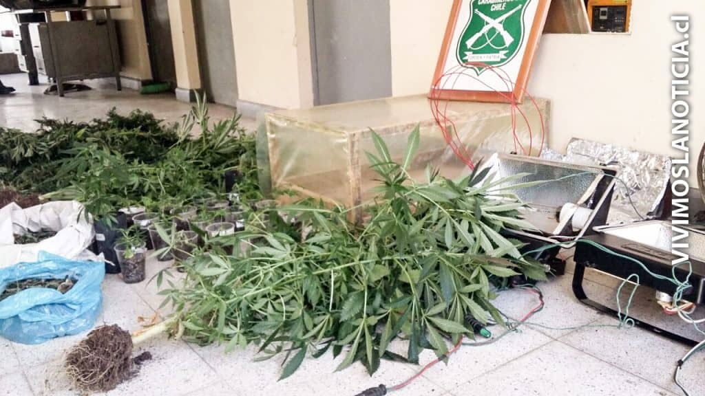Detienen a mujer por cultivo de marihuana en Vista Hermosa