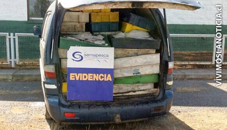 Incautan casi 2 toneladas de merluza en Curicó