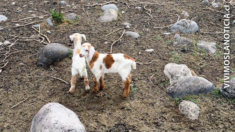 [FOTOS] Presentan querella contra agricultor que causó “cruel matanza” animal