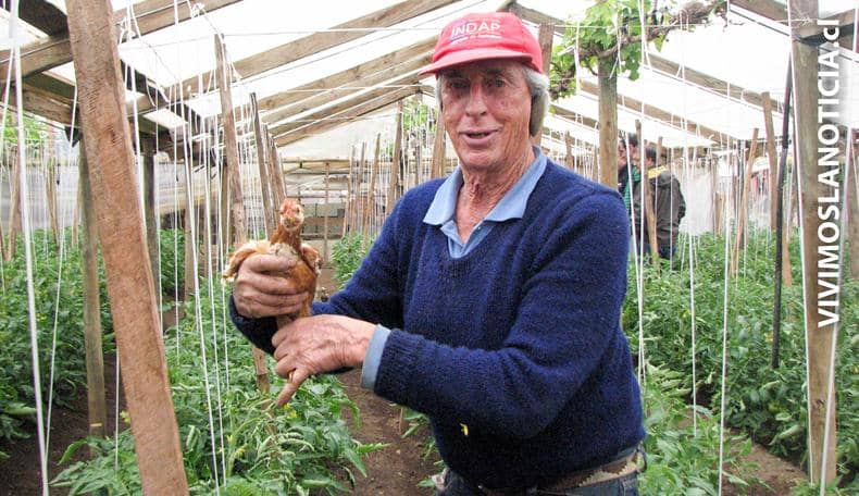 Agricultor usa aves para controlar insectos y malezas